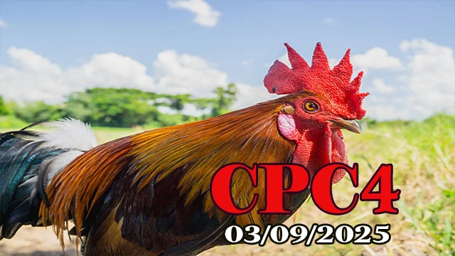 Xem lại đá gà Campuchia C4 hôm nay 03/09/2025