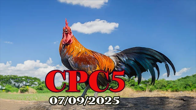 Xem full trận đá gà C5 hôm nay 07/09/2025