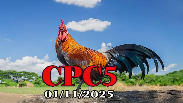 Clip phát lại đá gà trực tiếp C5 hôm nay 01/11/2025
