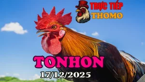 Clip trực tiếp đá gà Tonhon 17122025 phát lại nhanh nhất