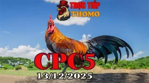 Link Video Trực Tiếp Đá Gà CPC5 Hôm Nay 13122025 Chuẩn Nhất