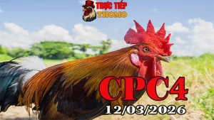 Clip đá gà trực tiếp CPC4 hôm nay 12032026 – Video trận gà gay cấn