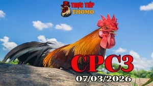 Link xem đá gà trực tiếp CPC3 hôm nay 07032026 – Video Thomo mới nhất
