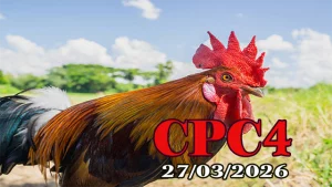 Tổng Hợp Video Clip Đá Gà Thomo CPC4 Ngày 27032026