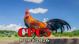 Trực tiếp clip đá gà CPC5 hôm nay 17032026 – Video HD