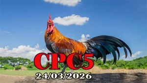 Xem clip đá gà Thomo CPC5 hôm nay 24032026