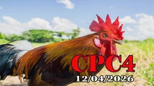 Video Full Đá Gà Trực Tiếp CPC4 Ngày 12042026 HD Nét