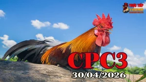 Xem clip đá gà trực tiếp CPC3 ngày 30042026
