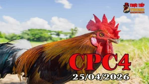 Xem clip phát lại đá gà trực tiếp CPC4 ngày 25042026