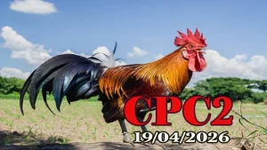 Xem video đá gà trực tiếp CPC2 ngày 19042026