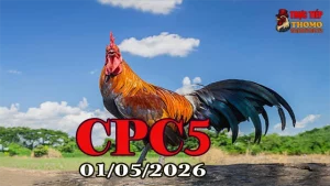Video đá gà trực tiếp Thomo CPC5 ngày 01052026